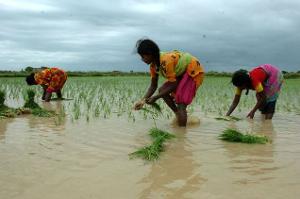 India’s drought concerns ease as monsoon beats the odds