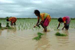 India’s drought concerns ease as monsoon beats the odds India’s drought concerns ease as monsoon beats the odds