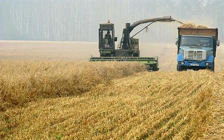 A combine harvests on a field in a village 50km south of Moscow. The drought in Russia has led to rising world grain prices Photo: GETTY