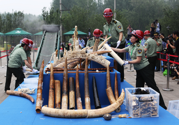 Law enforcement officers destroy confiscated tusks and ivory artworks at the Beijing Wildlife Rescue and Rehabilitation Center in May [Xinhua]