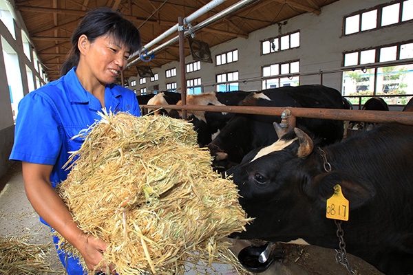 A worker feeds cows oat hay imported from Australia at dairy farm in Nantong, Jiangsu province. China imports forage from the United States, Australia and Mongolia to support its stockbreeding industry. [Photo provided to China Daily]