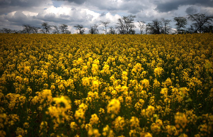 Crimea. Rapeseed field in the Belogorsk region © ITAR-TASS/Stanislav Krasilnikov