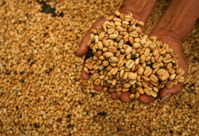 A worker displays coffee beans during a harvest at Masalle district, in Enrekang, Indonesia South Sulawesi province January 5, 2012. REUTERS/Yusuf Ahmad