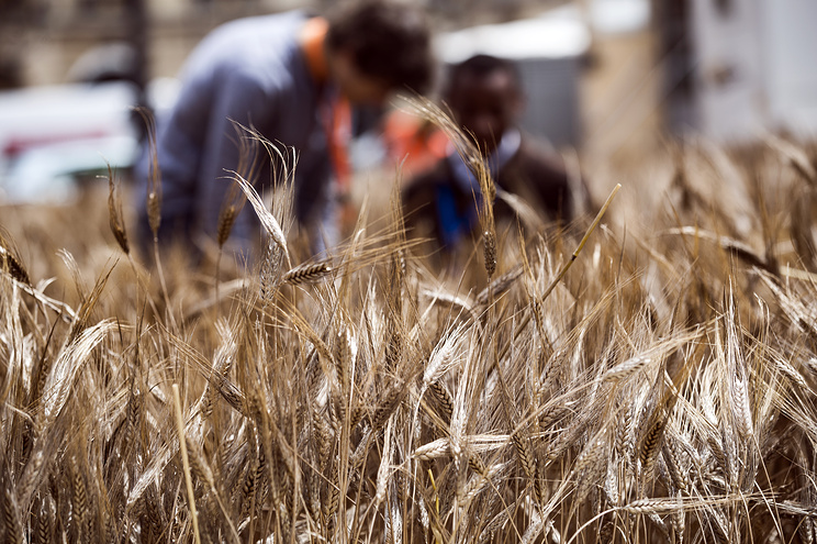 epa05399079 Around 150 persons work on the Gad Weil's art installation entitled 'Bles de Vendome' (Vendome's Wheat) in Paris, France, 30 June 2016. The installation will be finished in the morning of 31 June and the inauguration is scheduled at noon. EPA/ETIENNE LAURENT