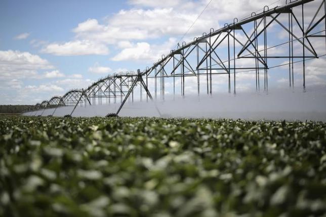 A view of soybean crops is seen in Barreiras, Bahia state, February 6, 2014. REUTERS/Ueslei Marcelino