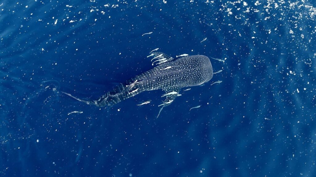 “The Last of the Whale Shark” wins award at SCO film festival