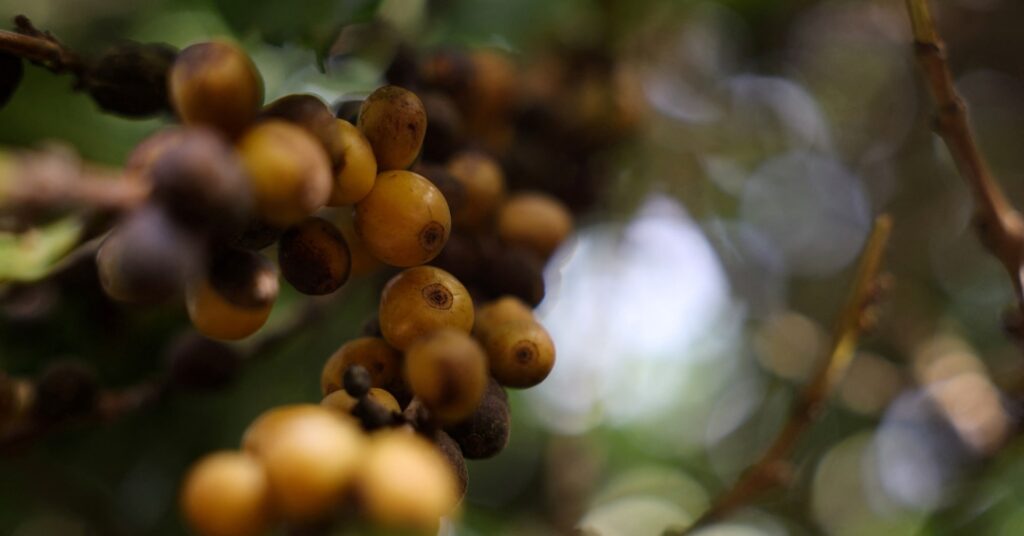 アングル：ブラジル産コーヒー豆にもトランプ関税50％、輸出先は中国などへ大シフトへ