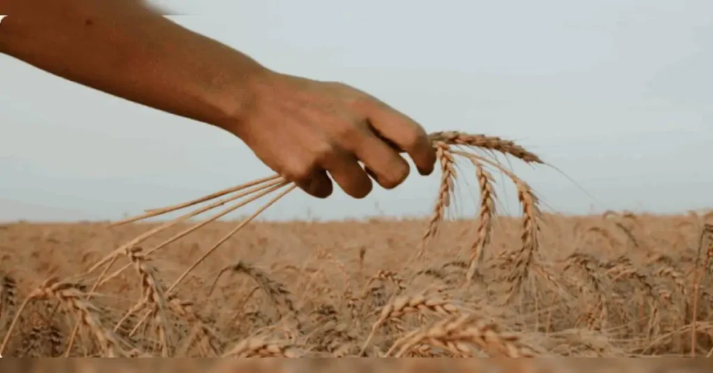 Brics Summit 2026: Grain Exchange looks promising, but hurdles remain